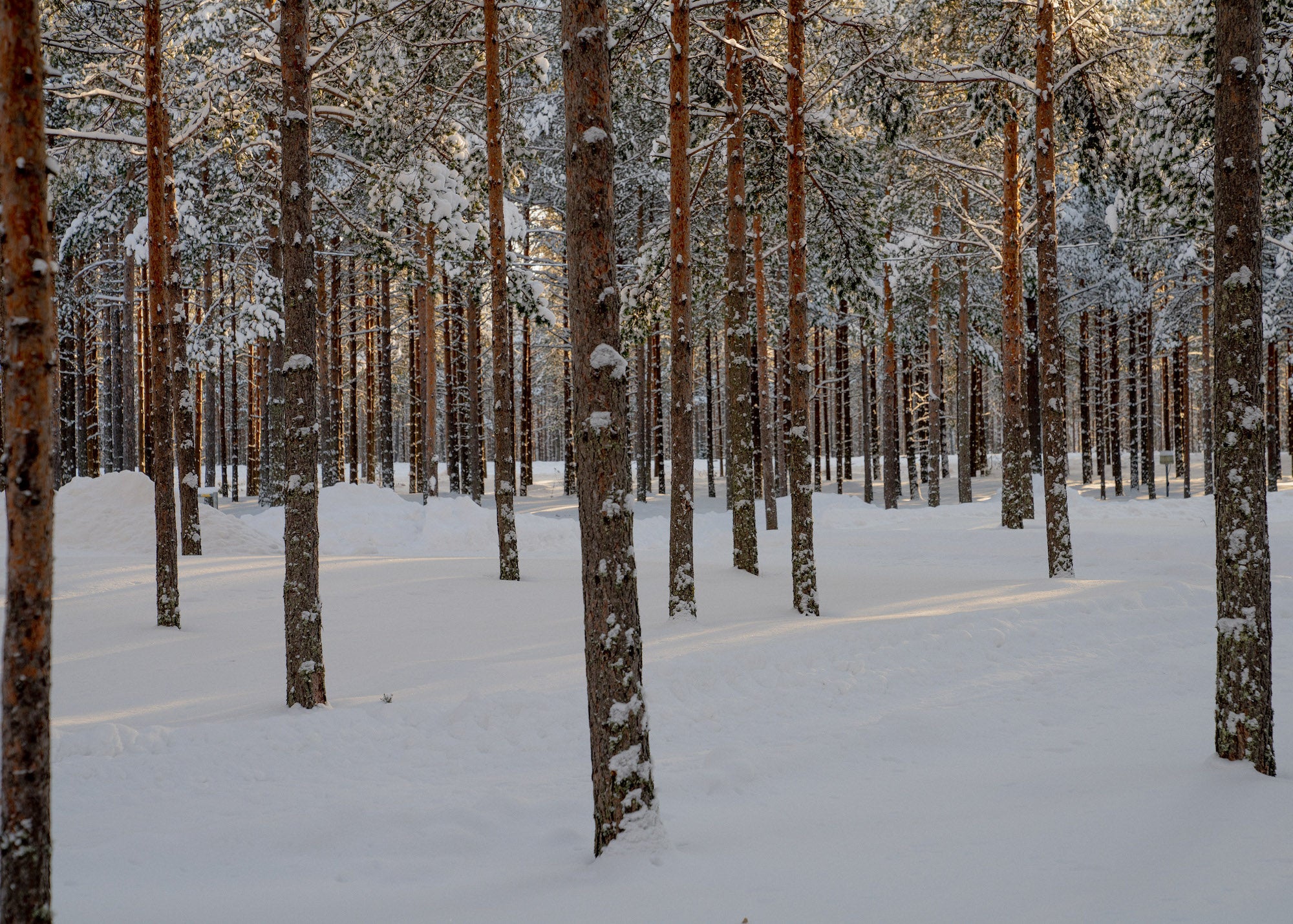 Scots pine in it's natural state